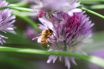 bee on a pink flower in summer