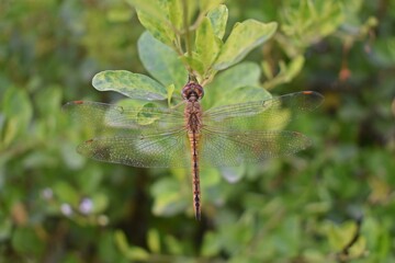 dragonfly on a branch