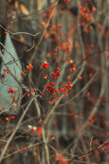 red berries in autumn