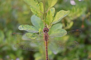 dragonfly on a twig