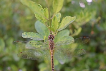 dragonfly on a leaf