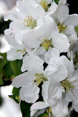 White apple flowers in the Moscow 
