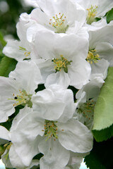 White apple flowers 