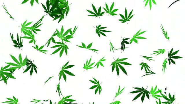 Marijuana leaves are falling on a white background. Marijuana leaf rain. 3D animation.