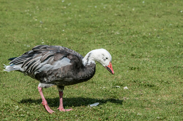 Blue Goose (Anser caerulescens) in park, Keil, Schleswig-Holstein, Germany