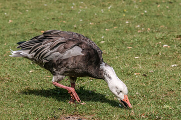 Blue Goose (Anser caerulescens) in park, Keil, Schleswig-Holstein, Germany