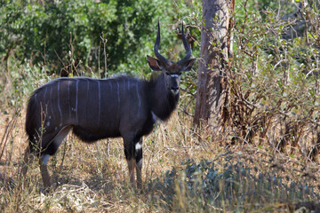 Nyala / Nyala / Tragelaphus angasii.