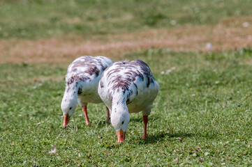 Blue Geese (Anser caerulescens) in park, Keil, Schleswig-Holstein, Germany