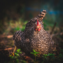 Portrait sperber  chicken 3