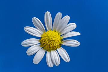 chamomile flower is beautiful and delicate for designers