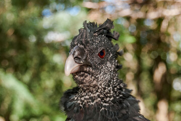 Female Great Curassow (Crax rubra) in tropical forest, Nicaragua