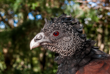Female Great Curassow (Crax rubra) in tropical forest, Nicaragua