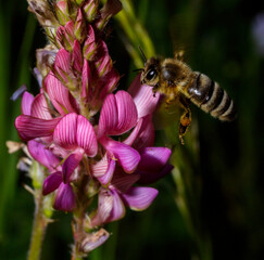 an Honey bee