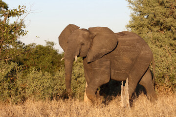 Fototapeta premium Afrikanischer Elefant / African elephant / Loxodonta africana