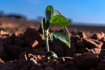 sprout of the peanut plant grows in the field of a farm in Brazil