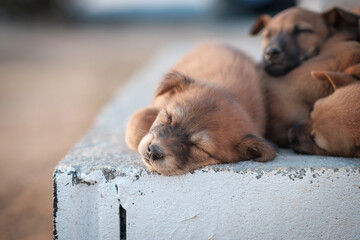 The puppy sleeps happily