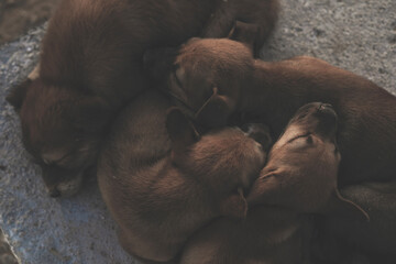 Many puppies Sleeping happily