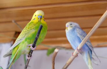 Yellow, green colors of male budgie is looking to camera. Two budgies, one is focused, other is blurred, close up