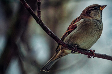 red backed shrike