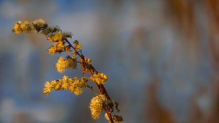 Naklejka premium spring in the forest