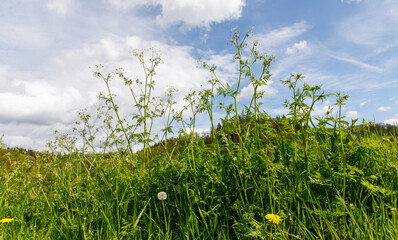 Obraz premium field of grass and sky