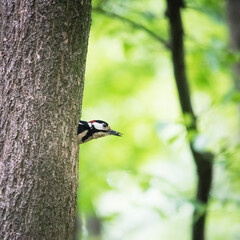 Great woodpecker looking off a hole in a tree