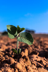 sprout of the peanut plant grows in the field of a farm in Brazil