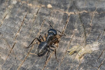 Black ant on foreground in the forest