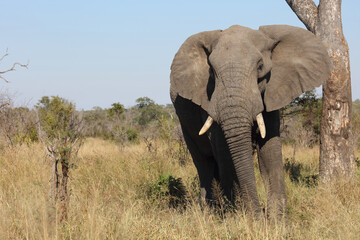 Afrikanischer Elefant / African elephant / Loxodonta africana