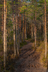The wild pathway on an early spring morning. Rabivere bog (also known as Hagudi bog) in Rapla County, a popular natural attraction in Estonia, tourist ecological trail. Selective focus