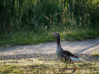 Wild goose walking on a lawn