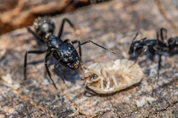 Black ants in the foreground on a tree bark