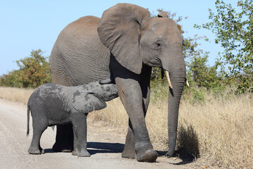 Fototapeta premium Afrikanischer Elefant / African elephant / Loxodonta africana...