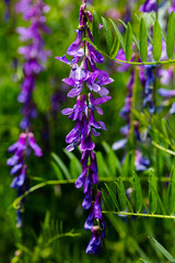 flowers in the garden