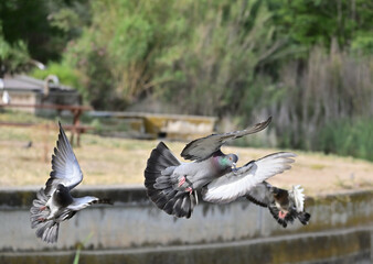 Photo shows pigeons flying in a park.