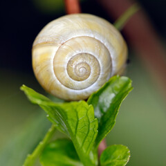 Das gelbe Gehäuse einer Schnirkelschnecke