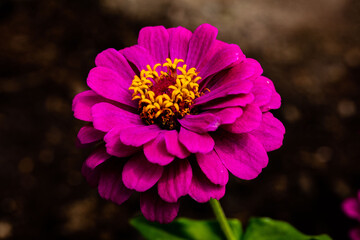 pink and yellow dahlia