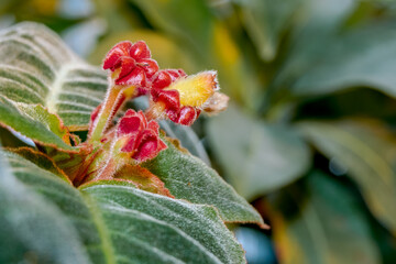 Velvet Alloplectus (Corytoplectus capitatus) in greenhouse