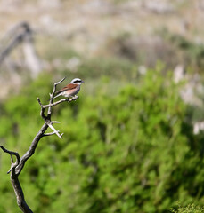 A red back shrike passerine bird standing on a twig.