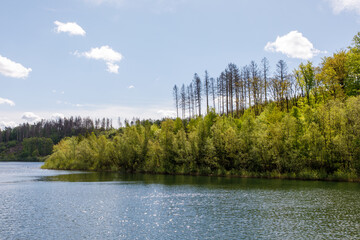 Spring forest landscape scenery