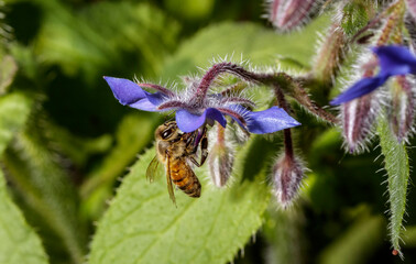 an Honey bee