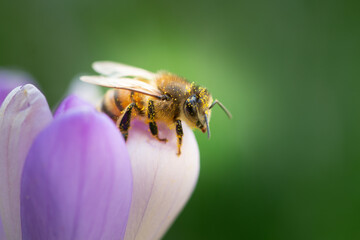 Honey bee pollinates saffron flower, on natural background