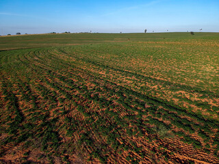 Aerial view from drone of little peanut plant in field in Brazil