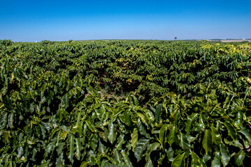 Fototapeta na wymiar view of a coffee plantation with ripe fruits on a farm in Brazil