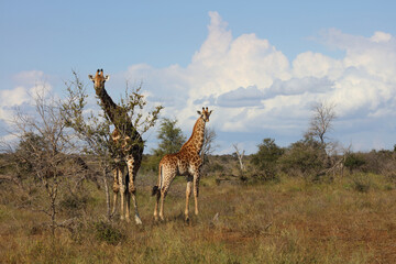 Giraffe / Giraffe / Giraffa camelopardalis.