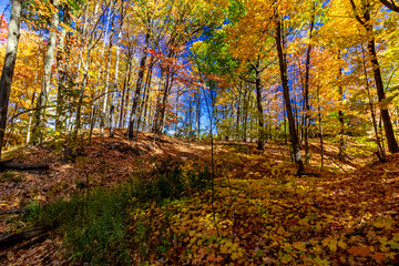 Endless beauty of the beauty of the fall int he forest - Fall in Central Ontario, Canada