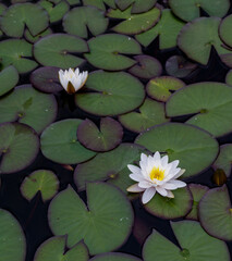 Flowering water lilies