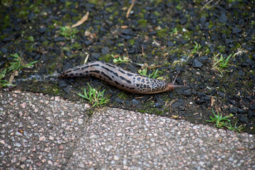 Closeup of leopard slug on the floor on top view