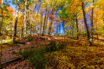 Glittering forest colors added with blue sky beauty - Fall in Central Ontario, Canada