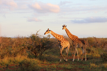 Giraffe / Giraffe / Giraffa camelopardalis